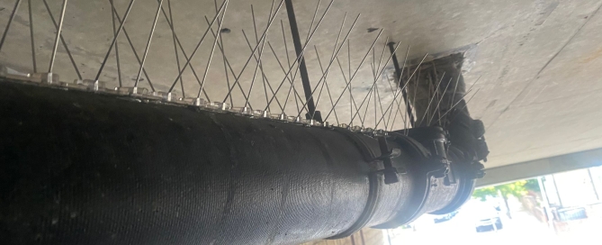 Pigeon proofing Essex and London