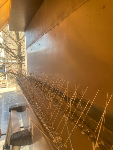 Pigeon proofing in Essex and London