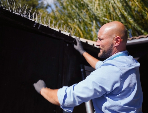 Pigeon Netting a Balcony in Wembley: A Case Study