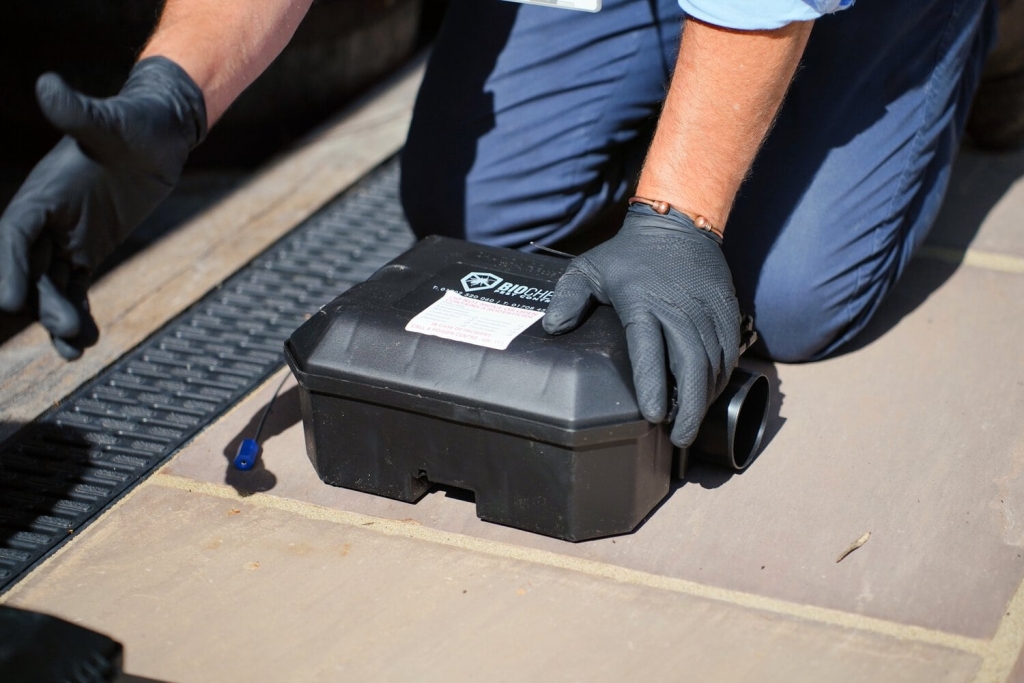 setting up rat traps